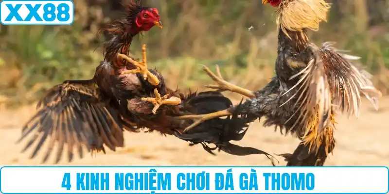 4 kinh nghiệm chơi đá gà Thomo