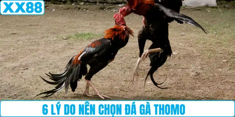 6 lý do nên chọn đá gà Thomo