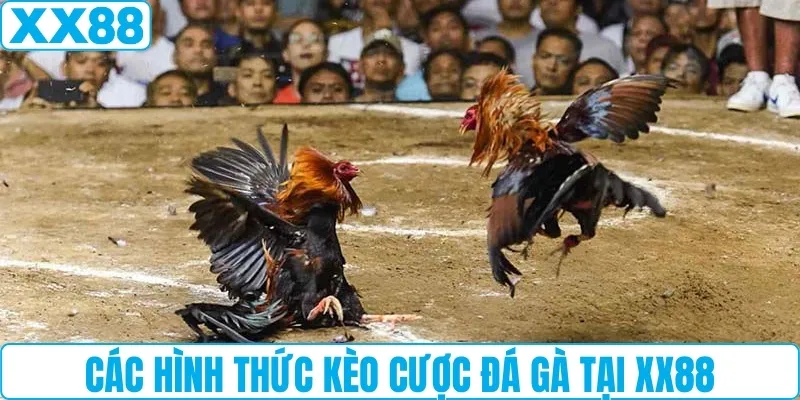 Các hình thức kèo cược đá gà tại XX88