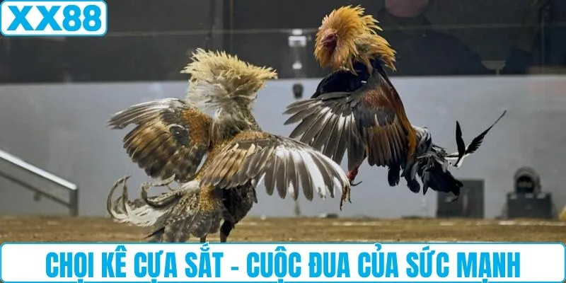 Chọi kê cựa sắt - Cuộc đua của sức mạnh