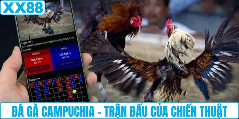 Đá gà Campuchia - Trận Đấu Của chiến thuật