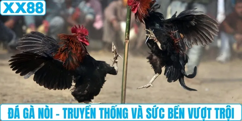 Đá gà nòi - Truyền thống và sức bền vượt trội