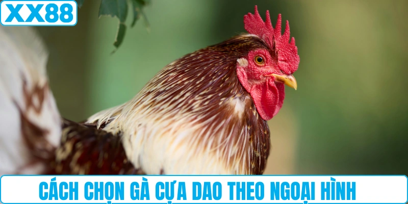 Cách chọn gà cựa dao theo ngoại hình