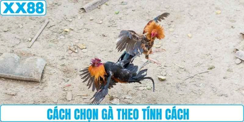 Cách chọn gà theo tính cách
