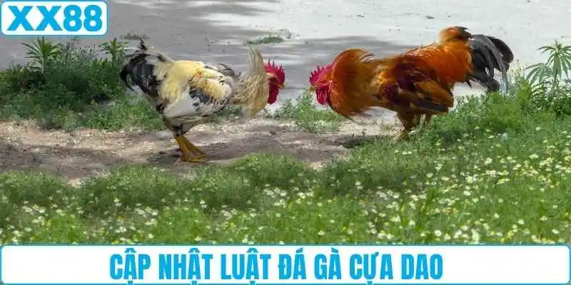 Cập nhật luật đá gà cựa dao