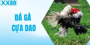 Kinh Nghiệm Đặt Cược Đá Gà Cựa Dao Bất Bại, Dễ Áp Dụng