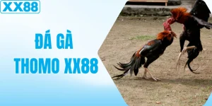 Luật Chơi Đá Gà Thomo & Kinh Nghiệm Đặt Cược Bất Bại