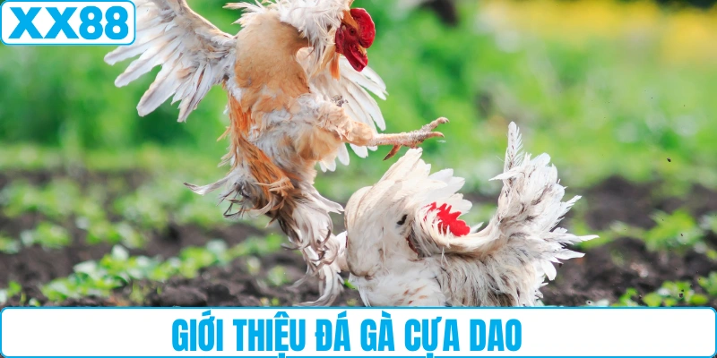 Giới thiệu đá gà cựa dao