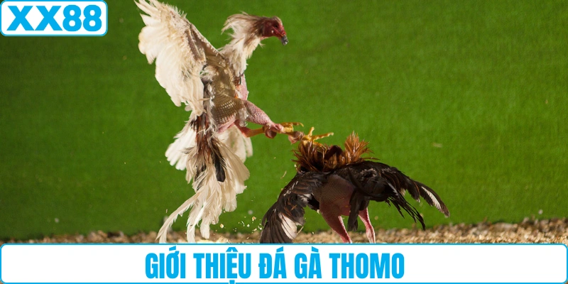 Giới thiệu đá gà Thomo