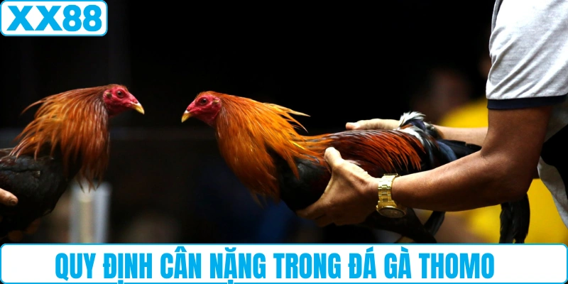 Quy định cân nặng trong đá gà Thomo