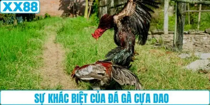 Sự khác biệt của đá gà cựa dao