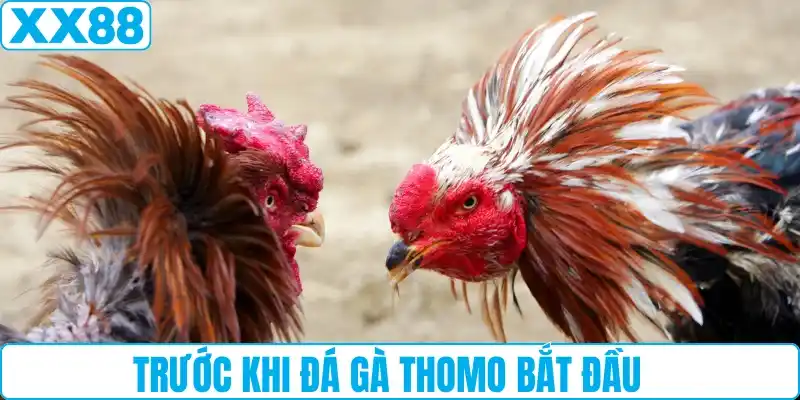 Trước khi đá gà Thomo bắt đầu